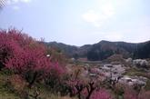 hanami7.jpg