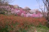 hanami3.jpg