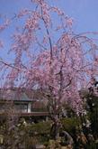 hanami5.jpg